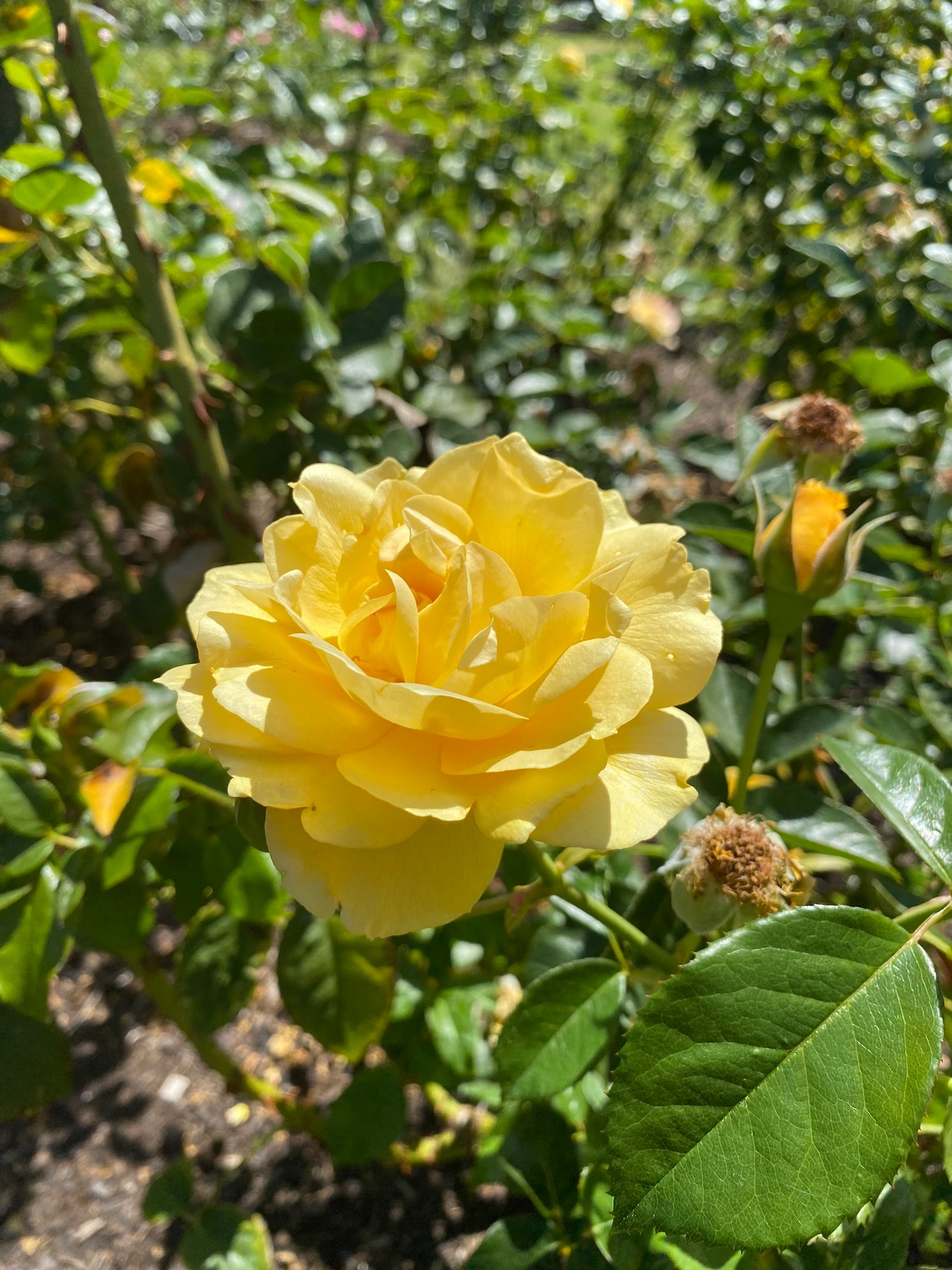 Bloom Season